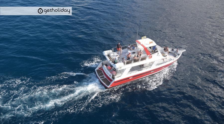 Whale watching in Los Cristianos